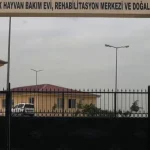 siirtte-sokak-hayvanlari-icin-dev-proje-EvxWTHOu.webp