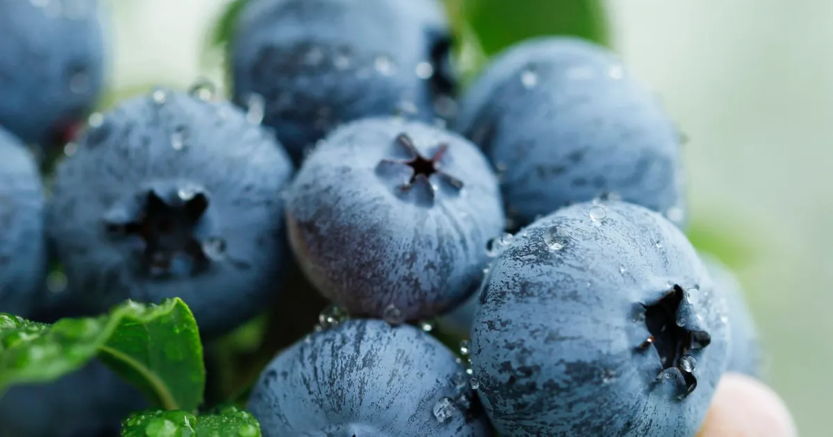 yaban-mersini-ureticileri-icin-bursada-tek-catida-uludag-blueberry-birligi-kuruldu-WCOGp8Zv.webp